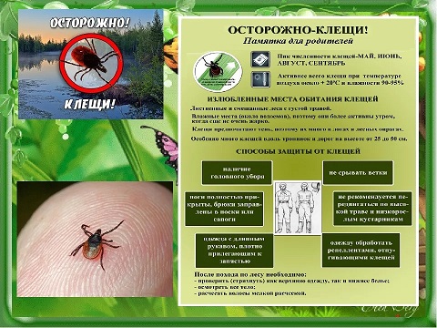 Осторожно – клещи! Информация о мерах защиты от клещей. Осторожно – клещи! Информация о мерах защиты от клещей.